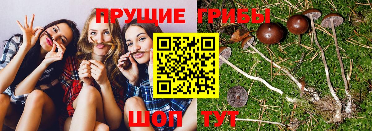 Галлюциногенные грибы Psilocybine cubensis Сыктывкар